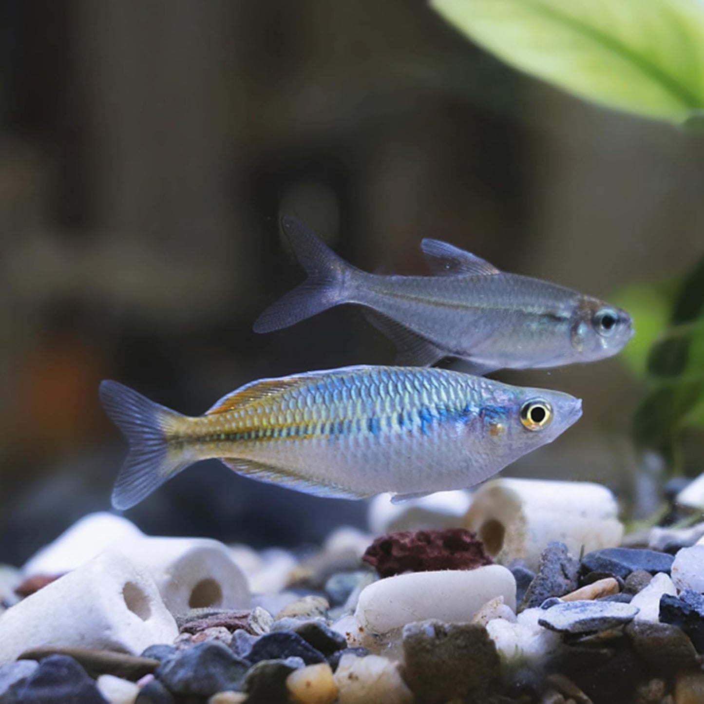 Ceramic Ring Filter Media for Aquarium